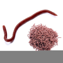 Load image into Gallery viewer, 1Bag/50PCS 4/8CM Artificial Earthworm Bait Sea Fishing Lure Silicone Soft Bait For Carp Trout Bass Fishing Accessories
