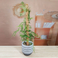 Load image into Gallery viewer, 30/40/50cm Plant Climbing Pole Cane Coir Moss Stick Palm Vines Stick Plant Supportfor Indoor Climbing Plants Creepers