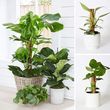 Load image into Gallery viewer, 30/40/50cm Plant Climbing Pole Cane Coir Moss Stick Palm Vines Stick Plant Supportfor Indoor Climbing Plants Creepers