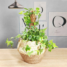 Load image into Gallery viewer, 30/40/50cm Plant Climbing Pole Cane Coir Moss Stick Palm Vines Stick Plant Supportfor Indoor Climbing Plants Creepers