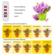 Load image into Gallery viewer, 1/2/3/4 LED Grow Light Strips for Indoor Plants Sunlight Full Spectrum USB Phyto Lamp Timer Dimmable Seedlings Flower Growing Lamp