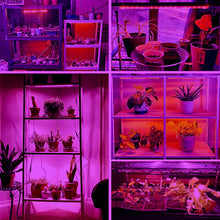 Load image into Gallery viewer, 1/2/3/4 LED Grow Light Strips for Indoor Plants Red Blue Full Spectrum USB Phyto Lamp Timer Dimmable Seedlings Flower Growing Lamp