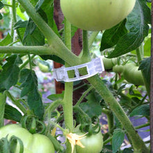 Load image into Gallery viewer, 150/100/50Pcs Plastic Plant Support Clips Reusable Plant Vine Protection Grafting Fixing Tool for Vegetable Tomato Garden Supplies
