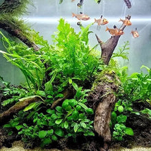Load image into Gallery viewer, Natural Tree Trunk Aquarium Decoration Sunken Wood Landscaping Ornaments Decor Fish Tank Ornament Different Shape