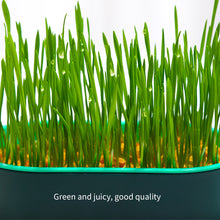 Load image into Gallery viewer, Pet Cat Grass Potted Hydroponic Plant Seedling Tray Growing Pot Reusable Garden Catnip Digestion Cleaning Stomach Grass Grow Box