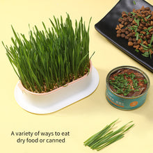 Load image into Gallery viewer, Pet Cat Grass Potted Hydroponic Plant Seedling Tray Growing Pot Reusable Garden Catnip Digestion Cleaning Stomach Grass Grow Box