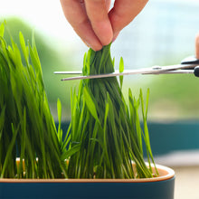 Load image into Gallery viewer, Pet Cat Grass Potted Hydroponic Plant Seedling Tray Growing Pot Reusable Garden Catnip Digestion Cleaning Stomach Grass Grow Box