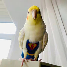 Load image into Gallery viewer, Super Hero Parrot Diaper Flight Suit Diaper Clothes Parrot Parakeet Pigeon Medium Large Pet Bird