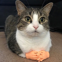 Load image into Gallery viewer, Cat Toys Fun Small Gloves Cat Finger Sleeve Mini Hand Model Silicone Small Gloves Cat Massage Tools Pet Cat Toy