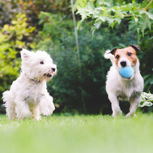 Load image into Gallery viewer, Pet Cat Dog Interactive Smart Ball Toy for Active Rolling Ball Bite Resistant Plush Cover Dog Toys Pet Supplies