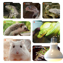 Load image into Gallery viewer, 25W-100W UVA Pet Reptile Heating Lamp Heat Light Bulb Turtle Lizard Heater Bulb Full Spectrum Sunlamp for Amphibian