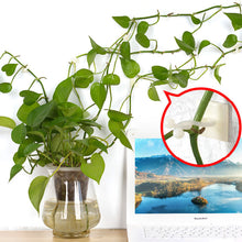 Load image into Gallery viewer, Creative Sticky Hook Green Robe Fixed Hook Wall Climbing Vine Fixing Device Sticky Hook Data Cable Wall Fixing Device