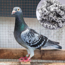 Load image into Gallery viewer, 10/50Pcs 2025 Years Pigeons Foot Ring 8x11mm Pigeons Foot Ring Parrots Leg Rings Birds Training Tool with Nnumbers