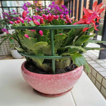 Load image into Gallery viewer, 4/6/8pcs/set Plant Support Pile Climbing Vine Flower Rack Plant Support Pile Garden Bonsai Tools Garden Bracket