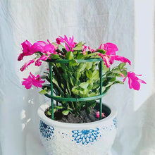 Load image into Gallery viewer, 4/6/8pcs/set Plant Support Pile Climbing Vine Flower Rack Plant Support Pile Garden Bonsai Tools Garden Bracket
