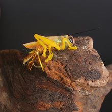 Load image into Gallery viewer, 1PC Bionic Locust Grasshopper Fly Hook Lure Insect Floating Artificial Bait Fishing Gear Accessories