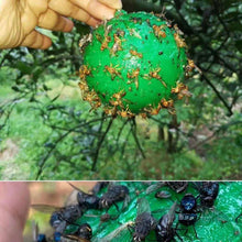 Load image into Gallery viewer, Sticky Fruit Fly Trap Ball Fruit Fly Trap with Sticky Adhesive Hanging Ball for Garden Orchard Fruit Fly Catcher Pest Control