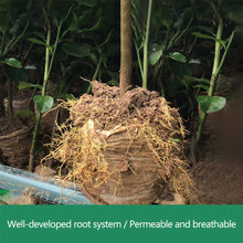 Load image into Gallery viewer, 100Pcs Biodegradable Plant Grow Bags Non-Woven Nursery Pots for Seed Starting Home Garden Accessories Tools