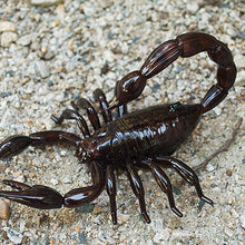 Load image into Gallery viewer, Infrared Lifelike Remote Control Scorpion Toys Realistic Scorpid Insects Joke Scary Trick Toys