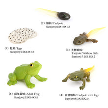 Load image into Gallery viewer, Educational Life Cycle Toys Realistic Animal Models Collection Insect Frog Spider Ducks Geese Crocodile Octopus Life Cycle Learning Desk Ornaments