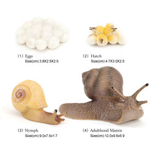 Load image into Gallery viewer, Educational Life Cycle Toys Realistic Animal Models Collection Insect Frog Spider Ducks Geese Crocodile Octopus Life Cycle Learning Desk Ornaments