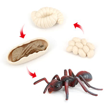 Load image into Gallery viewer, Educational Life Cycle Toys Realistic Animal Models Collection Insect Frog Spider Ducks Geese Crocodile Octopus Life Cycle Learning Desk Ornaments