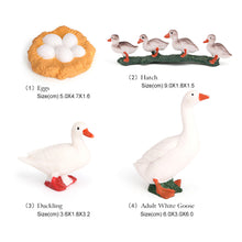 Load image into Gallery viewer, Educational Life Cycle Toys Realistic Animal Models Collection Insect Frog Spider Ducks Geese Crocodile Octopus Life Cycle Learning Desk Ornaments