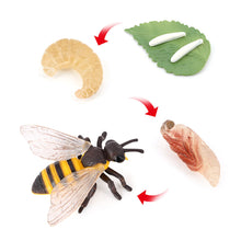Load image into Gallery viewer, Educational Life Cycle Toys Realistic Animal Models Collection Insect Frog Spider Ducks Geese Crocodile Octopus Life Cycle Learning Desk Ornaments