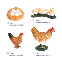 Load image into Gallery viewer, Educational Life Cycle Toys Realistic Animal Models Collection Insect Frog Spider Ducks Geese Crocodile Octopus Life Cycle Learning Desk Ornaments