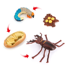 Load image into Gallery viewer, Educational Life Cycle Toys Realistic Animal Models Collection Insect Frog Spider Ducks Geese Crocodile Octopus Life Cycle Learning Desk Ornaments