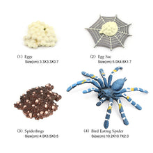 Load image into Gallery viewer, Educational Life Cycle Toys Realistic Animal Models Collection Insect Frog Spider Ducks Geese Crocodile Octopus Life Cycle Learning Desk Ornaments