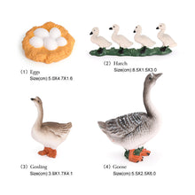 Load image into Gallery viewer, Educational Life Cycle Toys Realistic Animal Models Collection Insect Frog Spider Ducks Geese Crocodile Octopus Life Cycle Learning Desk Ornaments