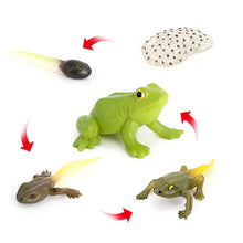 Load image into Gallery viewer, Educational Life Cycle Toys Realistic Animal Models Collection Insect Frog Spider Ducks Geese Crocodile Octopus Life Cycle Learning Desk Ornaments