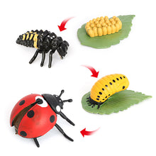 Load image into Gallery viewer, Educational Life Cycle Toys Realistic Animal Models Collection Insect Frog Spider Ducks Geese Crocodile Octopus Life Cycle Learning Desk Ornaments