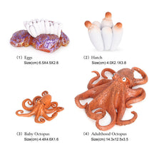 Load image into Gallery viewer, Educational Life Cycle Toys Realistic Animal Models Collection Insect Frog Spider Ducks Geese Crocodile Octopus Life Cycle Learning Desk Ornaments
