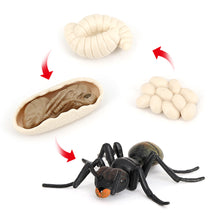 Load image into Gallery viewer, Educational Life Cycle Toys Realistic Animal Models Collection Insect Frog Spider Ducks Geese Crocodile Octopus Life Cycle Learning Desk Ornaments