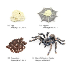 Load image into Gallery viewer, Educational Life Cycle Toys Realistic Animal Models Collection Insect Frog Spider Ducks Geese Crocodile Octopus Life Cycle Learning Desk Ornaments
