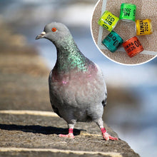 Load image into Gallery viewer, 10/50Pcs 2026 Years Pigeons Foot Ring 8x11mm Pigeons Foot Ring Parrots Leg Rings Birds Training Tool with Nnumbers