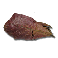 Load image into Gallery viewer, 50pcs Aquarium Decoration Natural Terminalia Catappa Leaves Fish Tank Cleaning Tools Water Treatment Almond Leaf Accessories Balance PH Acidity