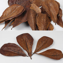 Load image into Gallery viewer, 50pcs Aquarium Decoration Natural Terminalia Catappa Leaves Fish Tank Cleaning Tools Water Treatment Almond Leaf Accessories Balance PH Acidity