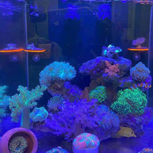 Load image into Gallery viewer, Fish Tank Fluorescence Coral Frag Rack Bracket Acrylic Aquarium Reef with Plugs Holder Mount Water Plant Stand Suction Cup Aquarium Accessories