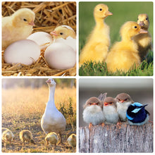 Load image into Gallery viewer, Full Automatic Egg Incubator 16 Eggs Hatchery Egg Hatchers Incubator Brooder Chicken Automatic Eggs Incubator Bird Quail Brooder