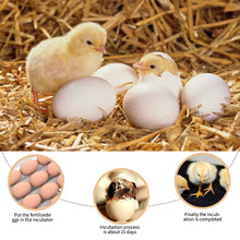 Load image into Gallery viewer, 20 Eggs Household Incubator Dual Power Automatic Temperature Control Incubator Tools Small Plastic Bionic Water Bed Farm Bird Egg Incubator