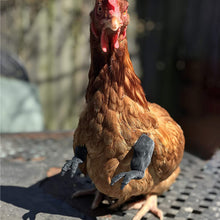 Load image into Gallery viewer, Funny Chicken Arms Toy Artificial Dinosaur Arms for Hens Pet Themed Party Props Chicken Supplies Pet Chicken Accessories