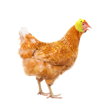Load image into Gallery viewer, Funny Chicken Helmet Small Pet Hard Hat Bird Quail Pigeon Protective Hat Headgear Pet Bird Helmet Pet Supplies