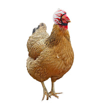 Load image into Gallery viewer, Funny Chicken Helmet Small Pet Hard Hat Bird Quail Pigeon Protective Hat Headgear Pet Bird Helmet Pet Supplies