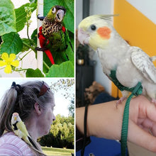Load image into Gallery viewer, Adjustable Pet Bird Parrot Harness Leash Outdoor Flying Traction Straps Band Anti-Bite Training Rope