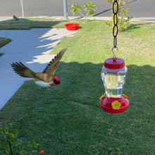 Load image into Gallery viewer, 480ml Plastics Bird Water Feeder Bottle Hanging Hummingbird Feeder Garden Outdoor Plastic Flower Iron Hook Pet Bird Supplies