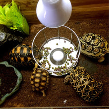 Load image into Gallery viewer, Amphibians Reptiles Feeder Water Bowl Reptile Terrarium Feeding Basin Tortoise Lizard Crawler Bowl Basin Water Fountain