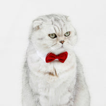 Load image into Gallery viewer, Adjustable Pet Cat Bow Tie Pet Neck Tie Costume Formal Dog Collar for Dogs and Cats Pet Accessories for Photo Props Wedding Party Gift